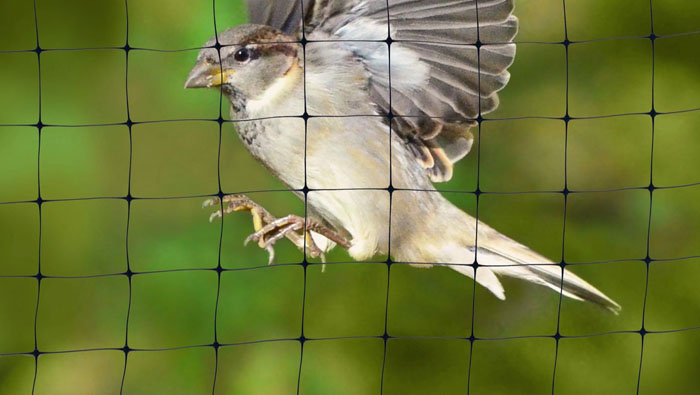 Anti Bird Nets in HSR layout